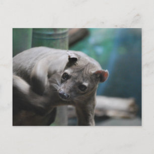 Carte postale Fossa