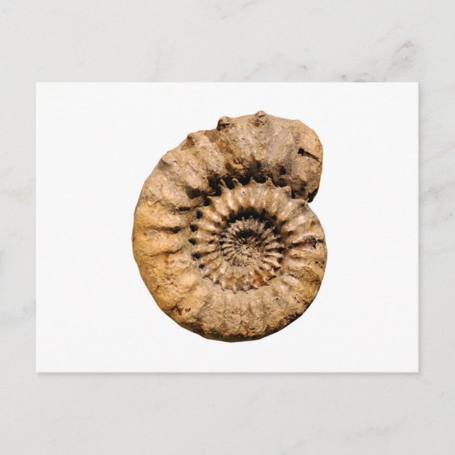 Carte Postale Fossile ammonite (Devant)