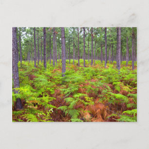 Carte Postale Fougère Aigle (Pteridium Aquilinum) en Croissance