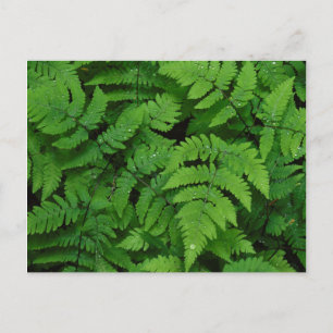 Carte Postale Fougère bracken avec gouttes de pluie, État de Was
