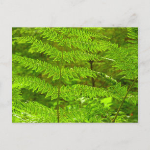 Carte Postale Fougère frondes III Vert Botanique de la nature