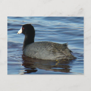 Carte Postale Foulque macroule B27