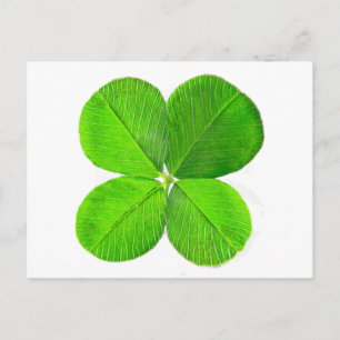 Carte Postale Four Leaf Clover Le MUSÉE Zazzle Cadeaux