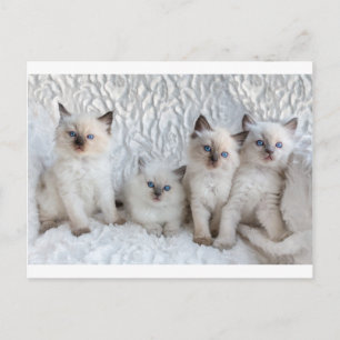 Carte Postale Four Young Ragdoll cats sitting in a row