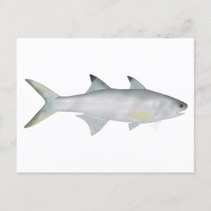 Carte Postale Fourfinger Threadfin