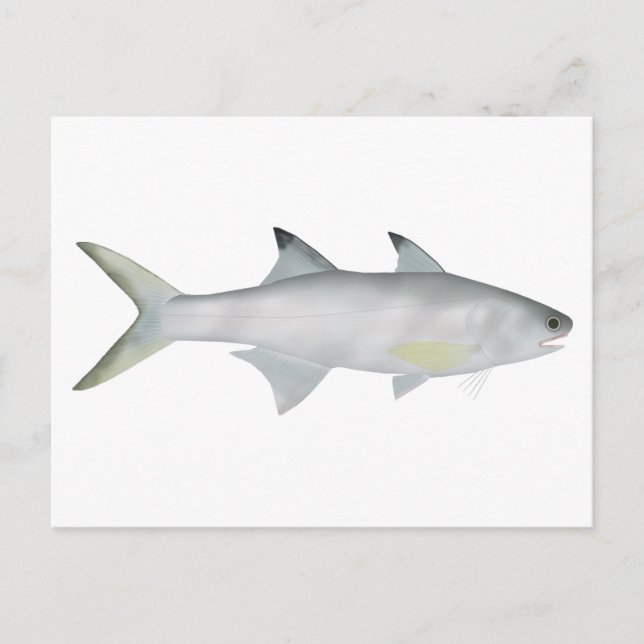 Carte Postale Fourfinger Threadfin (Devant)