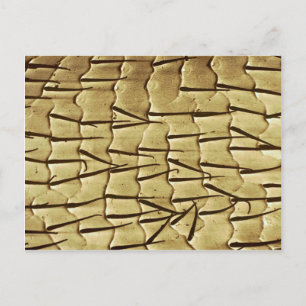 Carte Postale Fourmi - jambe avant