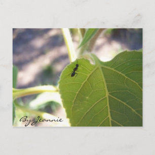 Carte Postale Fourmi sur feuille