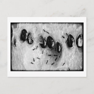 Carte Postale fourmis de surf