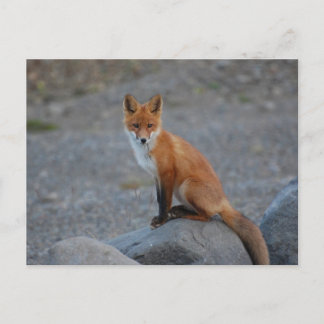 Carte Postale Fox