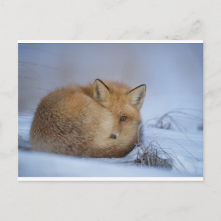 Carte postale Fox