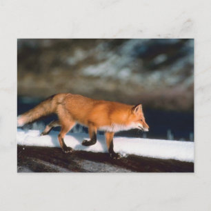 Carte Postale Fox Coule En Neige