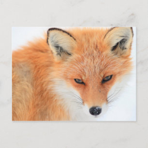 Carte Postale Fox Dans La Neige