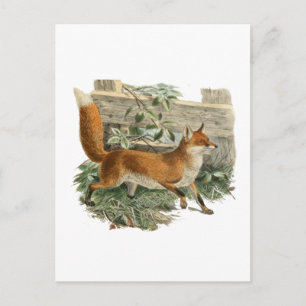 Carte Postale Fox par une clôture