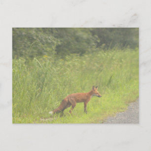 Carte postale Fox Photo