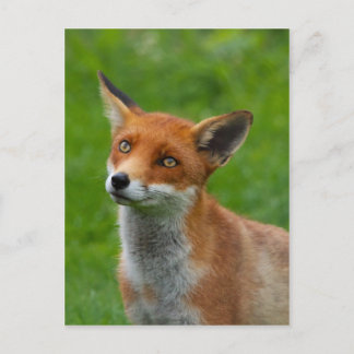 Carte Postale Fox rouge