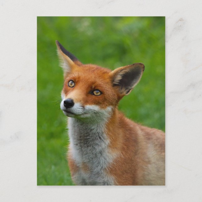 Carte Postale Fox rouge (Devant)