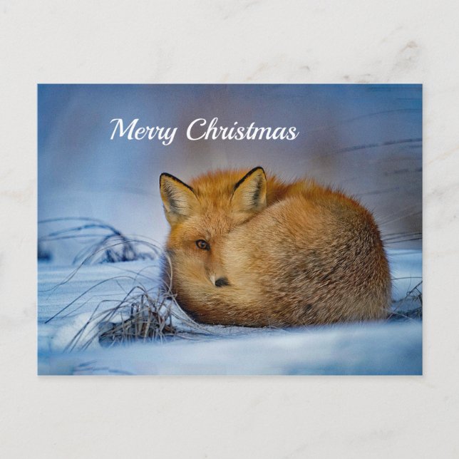 Carte Postale Fox Sleeping Snow Photo Noël (Devant)