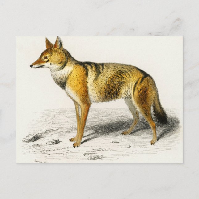 Carte Postale Fox vintage illustré (Devant)