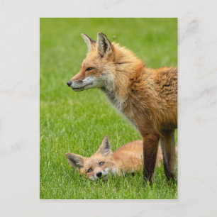 Carte Postale Foxes des yeux d'amour