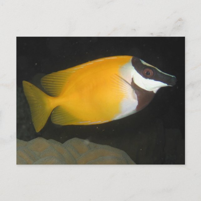Carte Postale Foxface Rabbitfish (Devant)
