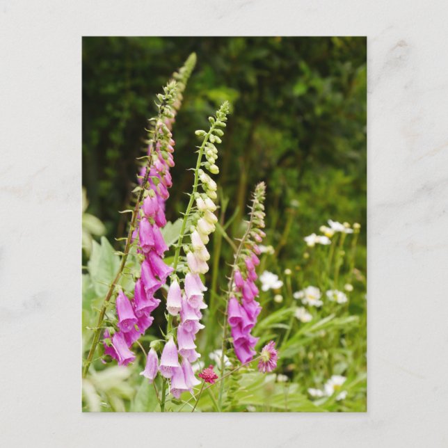 Carte postale Foxglos (Devant)