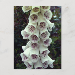 Carte Postale Foxglove blanc