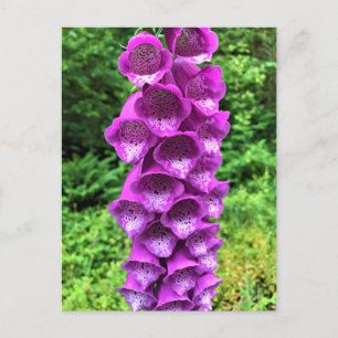 Carte Postale Foxglove Flowers, Oregon