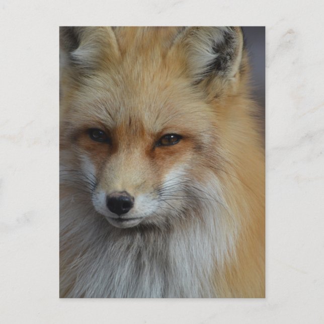 Carte Postale Foxy Fox (Devant)