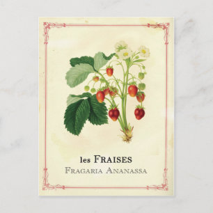 Carte Postale Fraise