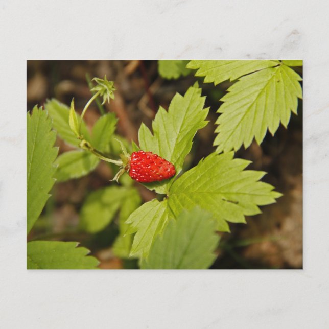 Carte Postale Fraise sauvage (Devant)