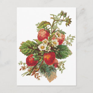 Carte Postale fraises botaniques