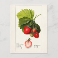 Fraises (Fragaria) Aquarelle de fruits Peinture