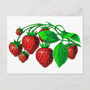 Carte Postale Fraises fraîches