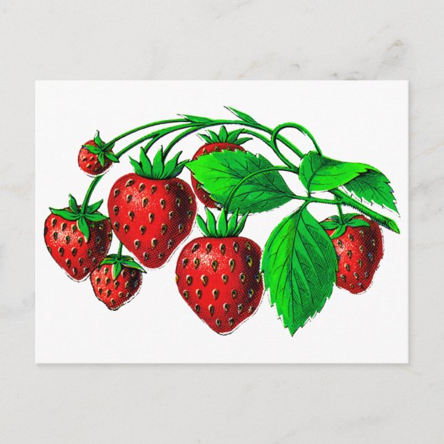 Carte Postale Fraises fraîches (Devant)