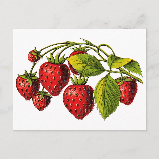 Carte Postale Fraises fraîches (Devant)