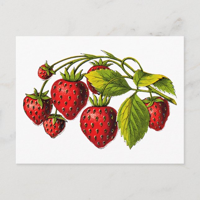 Carte Postale Fraises fraîches (Devant)