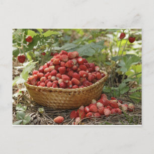 Carte Postale fraises sauvages