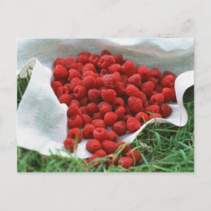 Carte Postale Framboise