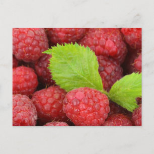 Carte Postale Framboise