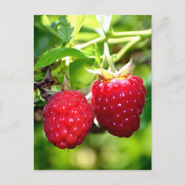 Carte Postale Framboises (Devant)