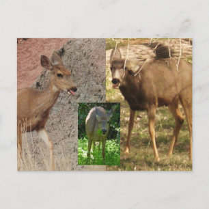 Carte Postale Framboises de cerfs III