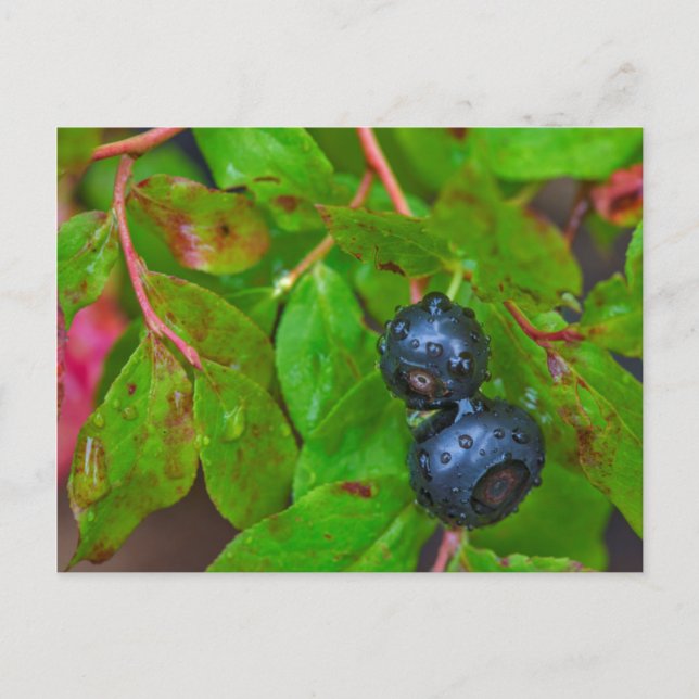 Carte Postale Framboises mûres sous une pluie légère (Devant)