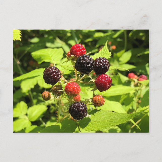 Carte Postale Framboises noires fraîches (Devant)