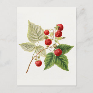 Carte Postale Framboises rouges (Rubus Xnégligectus) Peinture au