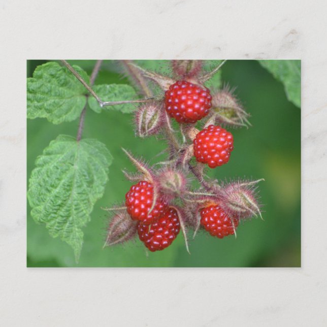 Carte Postale Framboises sauvages (Devant)