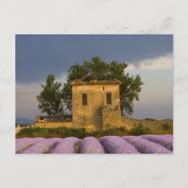 Carte Postale France, Provence. Champ de lavande et (Devant)