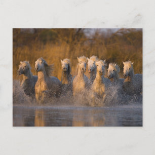 Carte Postale France, Provence. Chevaux blancs de Camargue