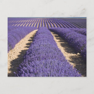 Carte Postale France, Provence. Rangées de lavande en fleurs. 3