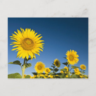 Carte Postale France, Provence, Valensole. Les tournesols se dre